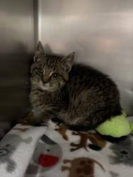 Shelter Stray Male Cat last seen Near 4th Avenue NW, GREAT FALLS, MT, 59404, 1010 25th Ave NE, Great Falls, MT 59404, USA