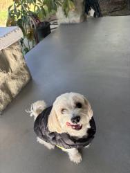 Lost Male Dog last seen Sunkist, Ontario, CA 91761