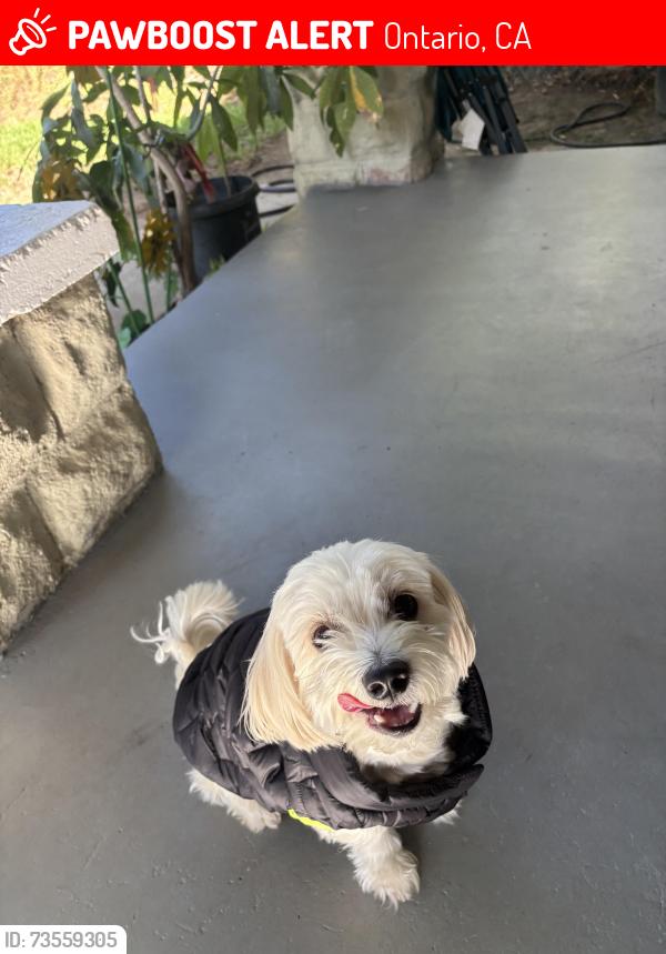 Lost Male Dog last seen Sunkist, Ontario, CA 91761
