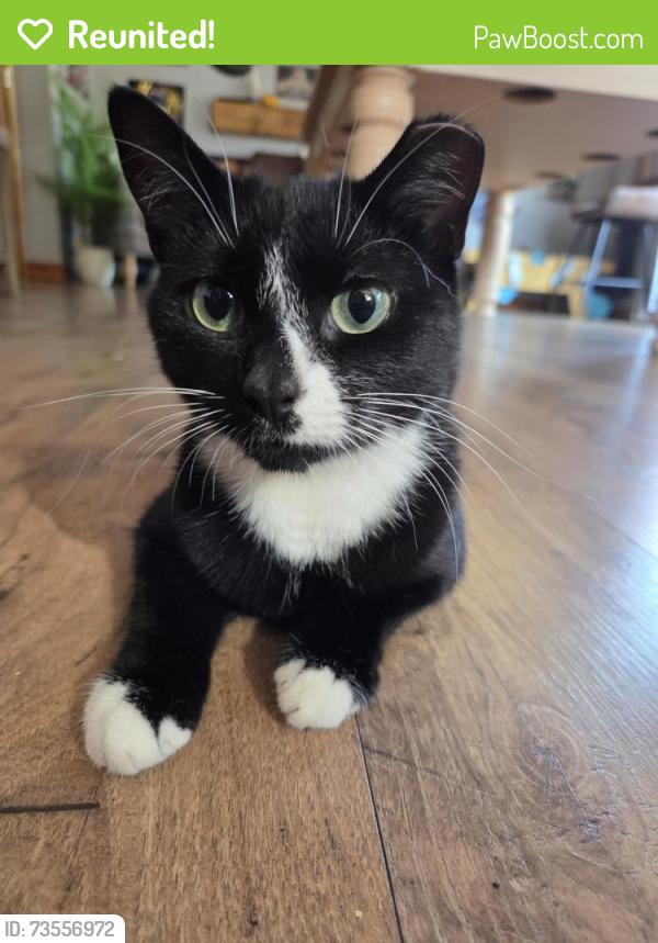 Reunited Female Cat last seen Lakenheath, Lakenheath, England 
