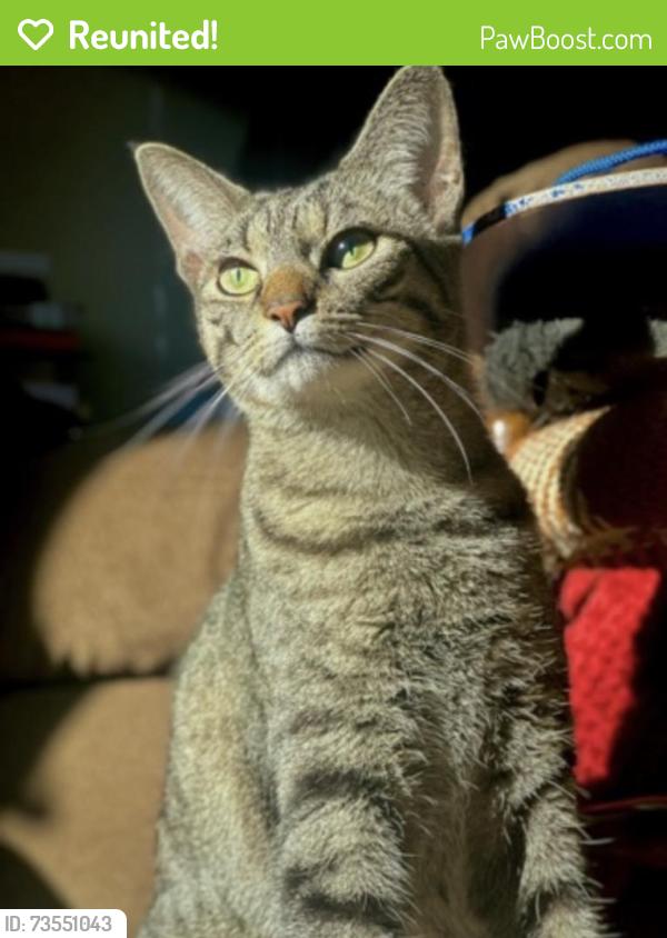 Reunited Female Cat last seen New Scotland Ave near the art room, Albany, NY 12208