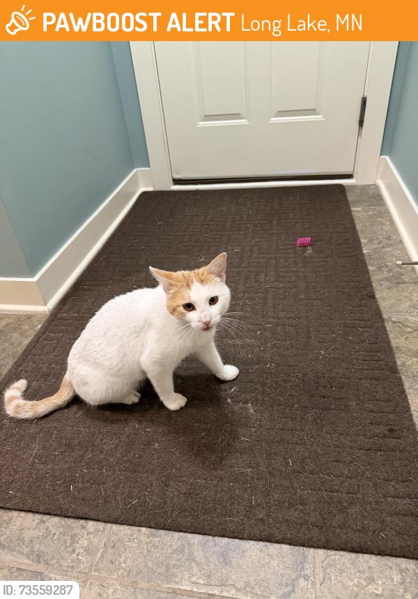 Found/Stray Male Cat last seen Orono Schools, Long Lake, MN 55356