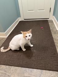 Found/Stray Male Cat last seen Orono Schools, Long Lake, MN 55356