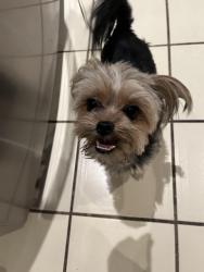 Found/Stray Female Dog last seen Florence Avenue and Pioneer Blvd, Santa Fe Springs, CA 90670