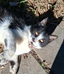 Reunited Male Cat last seen Foothill Blvd and Riverside Ave, Rialto, CA 92376