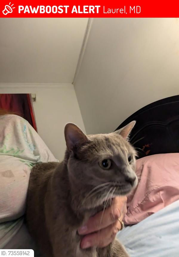Lost Female Cat last seen 4th. And greenhill behind the girls as, Laurel, MD 20707