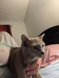 Lost Female Cat last seen 4th. And greenhill behind the girls as, Laurel, MD 20707
