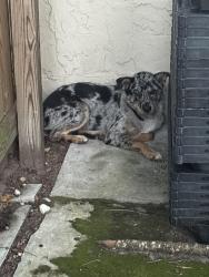Found/Stray Unknown Dog last seen Herlong ct and canola park dr, Bloomingdale, FL 33511