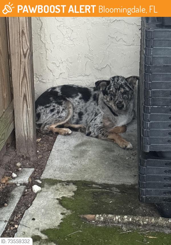 Found/Stray Unknown Dog last seen Herlong ct and canola park dr, Bloomingdale, FL 33511