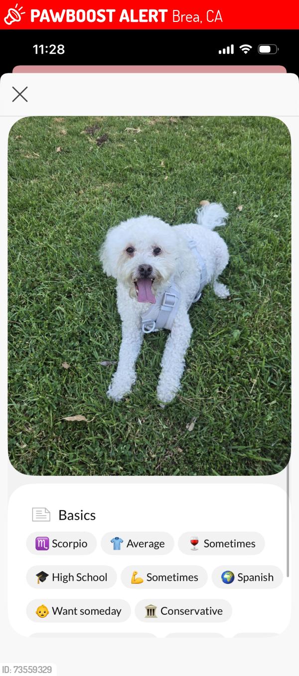 Lost Male Dog last seen Acacia, Brea, CA 92821