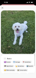 Lost Male Dog last seen Acacia, Brea, CA 92821