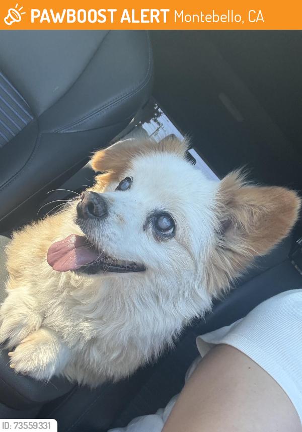 Found/Stray Male Dog last seen Vail Ave / Mine Ave, Montebello, CA 90640