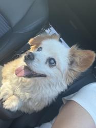 Found/Stray Male Dog last seen Vail Ave / Mine Ave, Montebello, CA 90640