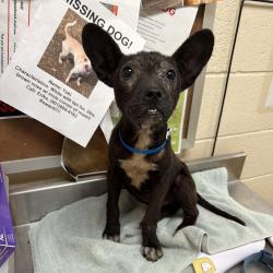 Shelter Stray Male Dog last seen , 2350 Appling City Cove, Memphis, TN 38133, USA