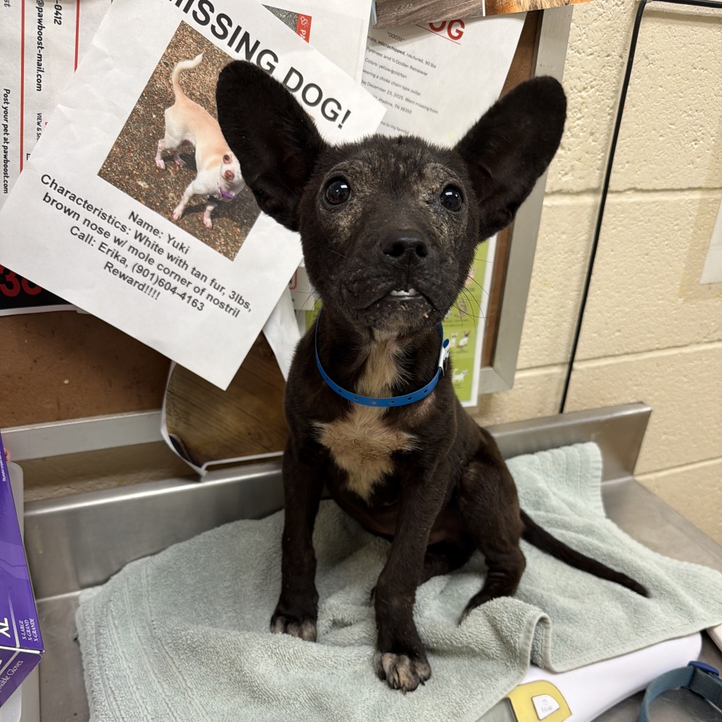 Shelter Stray Male Dog last seen , 2350 Appling City Cove, Memphis, TN 38133, USA