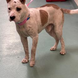Shelter Stray Male Dog last seen , 2350 Appling City Cove, Memphis, TN 38133, USA