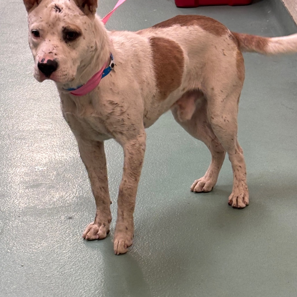 Shelter Stray Male Dog last seen , 2350 Appling City Cove, Memphis, TN 38133, USA