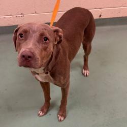 Shelter Stray Female Dog last seen , 2350 Appling City Cove, Memphis, TN 38133, USA