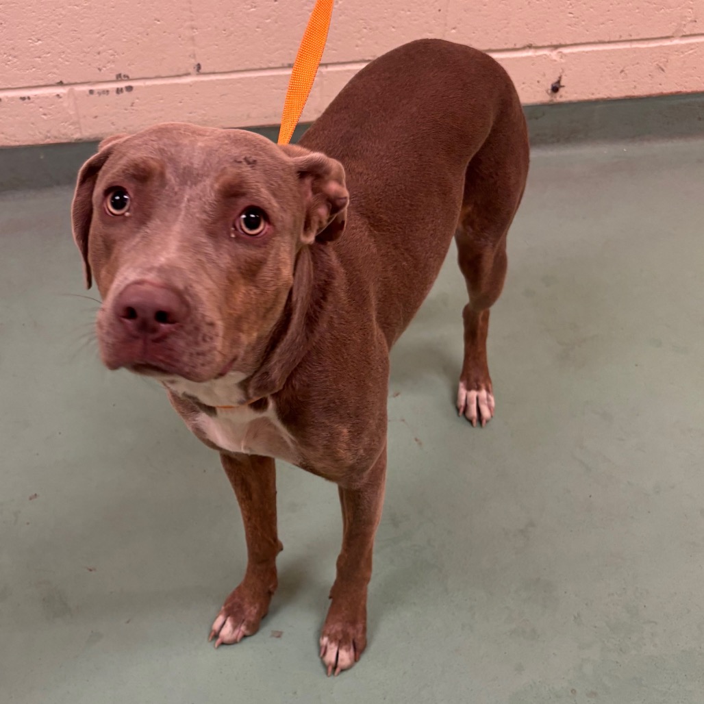 Shelter Stray Female Dog last seen , 2350 Appling City Cove, Memphis, TN 38133, USA