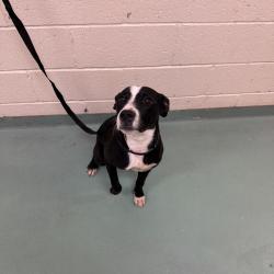 Shelter Stray Female Dog last seen , 2350 Appling City Cove, Memphis, TN 38133, USA