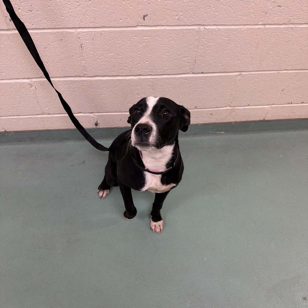Shelter Stray Female Dog last seen , 2350 Appling City Cove, Memphis, TN 38133, USA