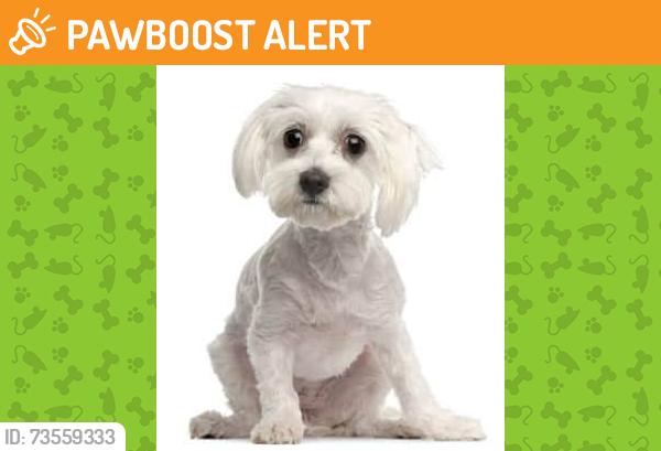 Found/Stray Male Dog last seen Debro Rd closer to Meadow Rd, Johnston County, NC 27542