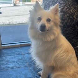 Shelter Stray Male Dog last seen , 3607 N Armenia Ave, Tampa, FL 33607, USA