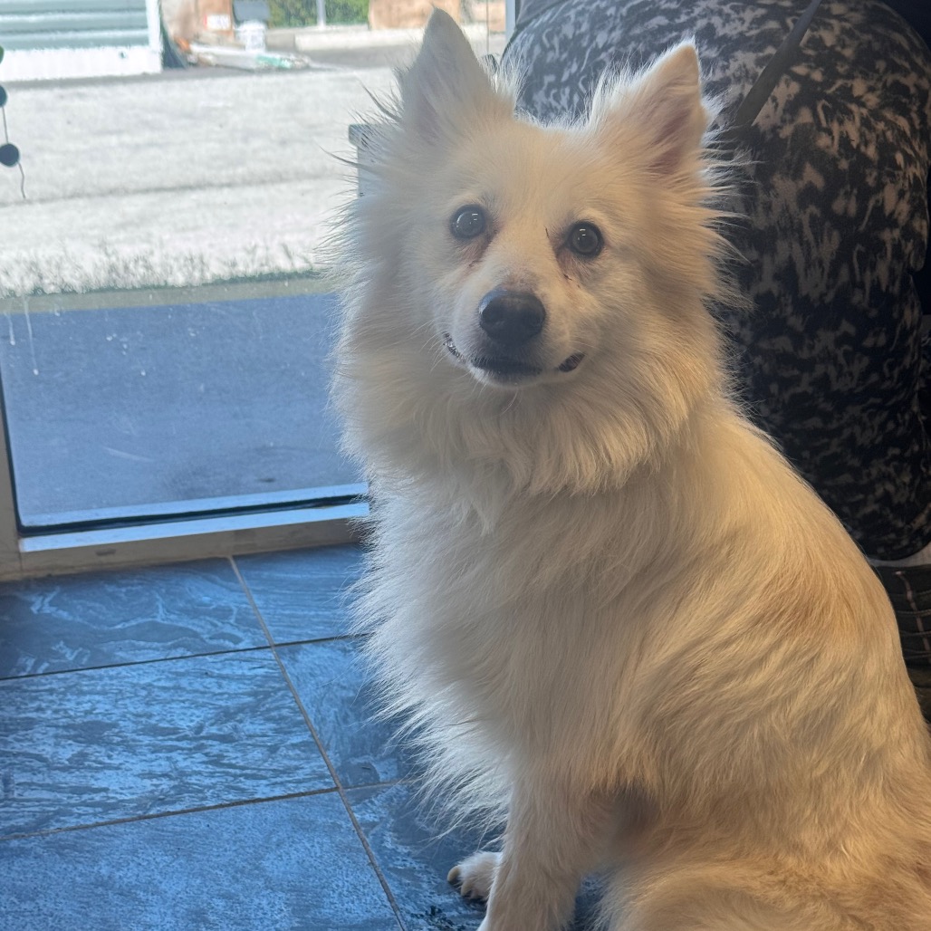 Shelter Stray Male Dog last seen , 3607 N Armenia Ave, Tampa, FL 33607, USA