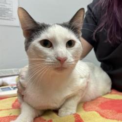 Shelter Stray Male Cat last seen , 8464 Beach Blvd, Jacksonville, FL 32216, USA