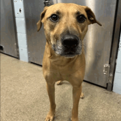 Shelter Stray Male Dog last seen , 3607 N Armenia Ave, Tampa, FL 33607, USA