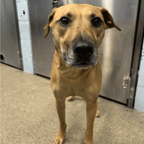 Shelter Stray Male Dog last seen , 3607 N Armenia Ave, Tampa, FL 33607, USA