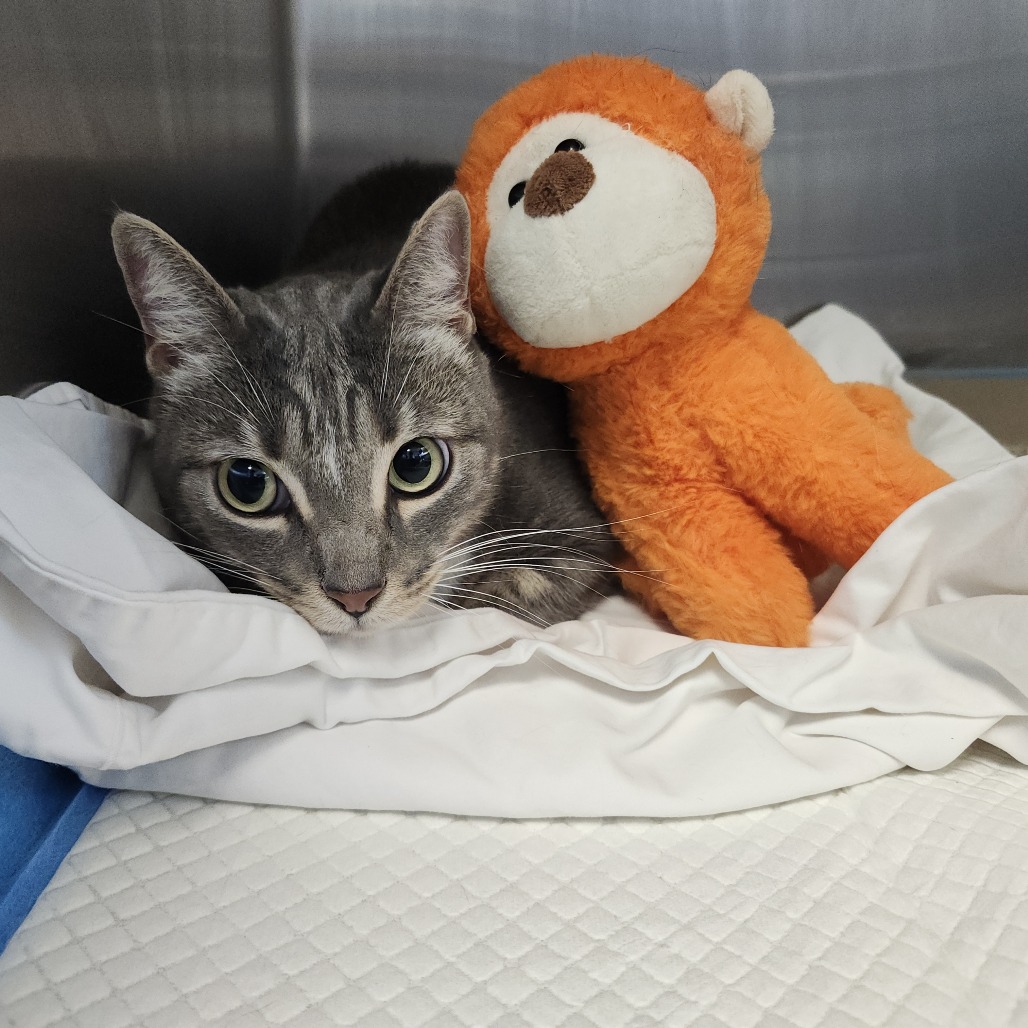 Shelter Stray Female Cat last seen , 3607 N Armenia Ave, Tampa, FL 33607, USA