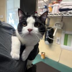 Shelter Stray Male Cat last seen , 361 S Raymond Ave, Pasadena, CA 91105, USA