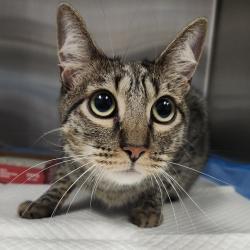 Shelter Stray Female Cat last seen , 3607 N Armenia Ave, Tampa, FL 33607, USA