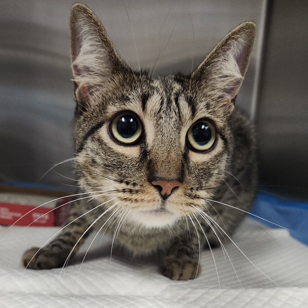 Shelter Stray Female Cat last seen , 3607 N Armenia Ave, Tampa, FL 33607, USA