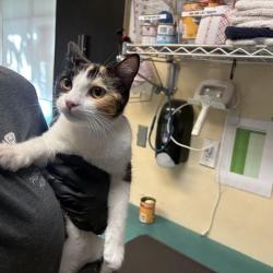 Shelter Stray Female Cat last seen , 361 S Raymond Ave, Pasadena, CA 91105, USA