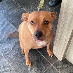 Shelter Stray Unknown Dog last seen , 3607 N Armenia Ave, Tampa, FL 33607, USA