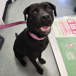 Shelter Stray Female Dog last seen , 3607 N Armenia Ave, Tampa, FL 33607, USA
