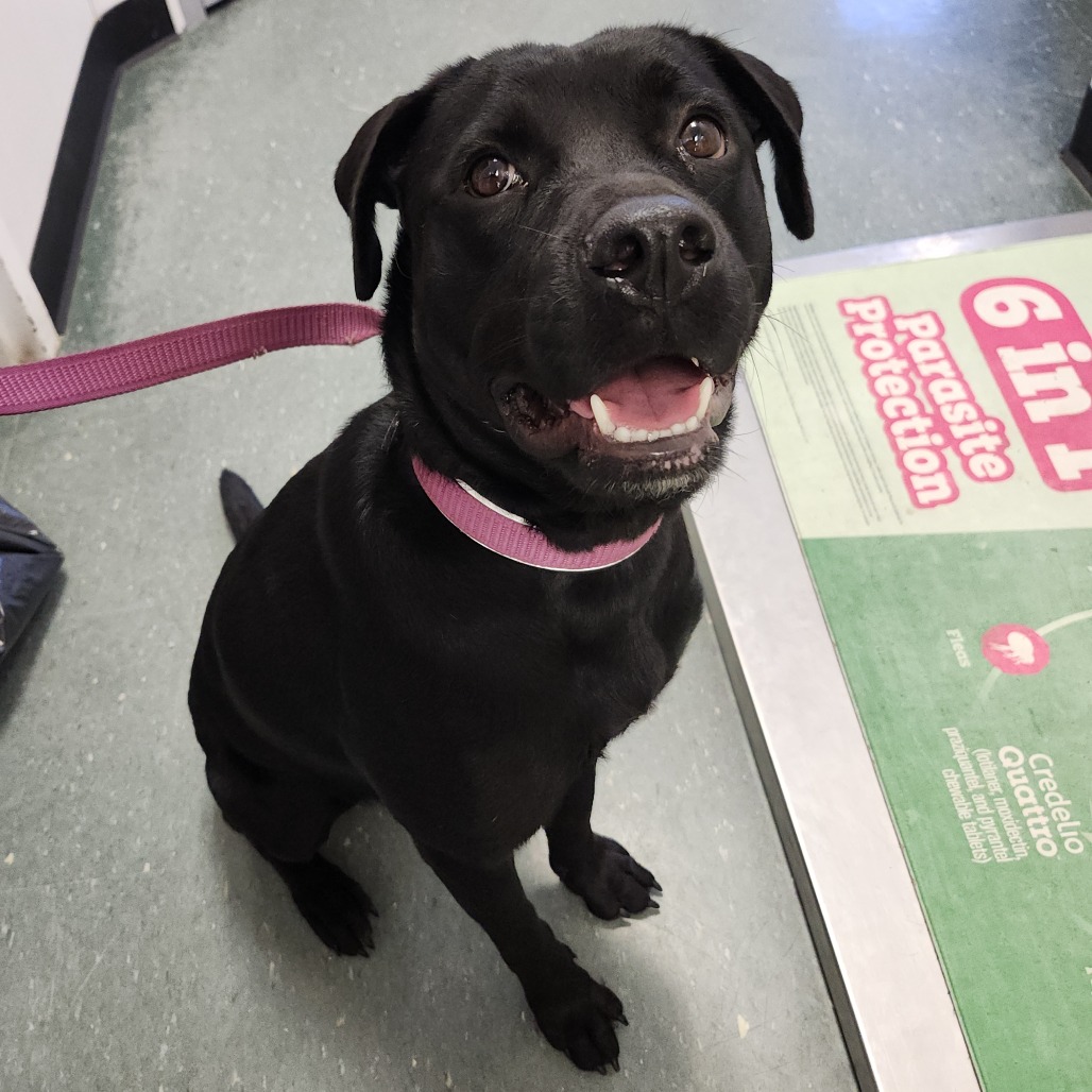Shelter Stray Female Dog last seen , 3607 N Armenia Ave, Tampa, FL 33607, USA