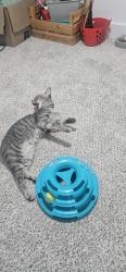 Reunited Female Cat last seen Trinity rd and Edgevale dr, Charlotte, NC 28216