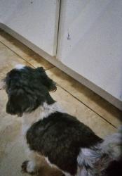 Lost Female Dog last seen Nw 4th avenue, Homestead, FL 33030