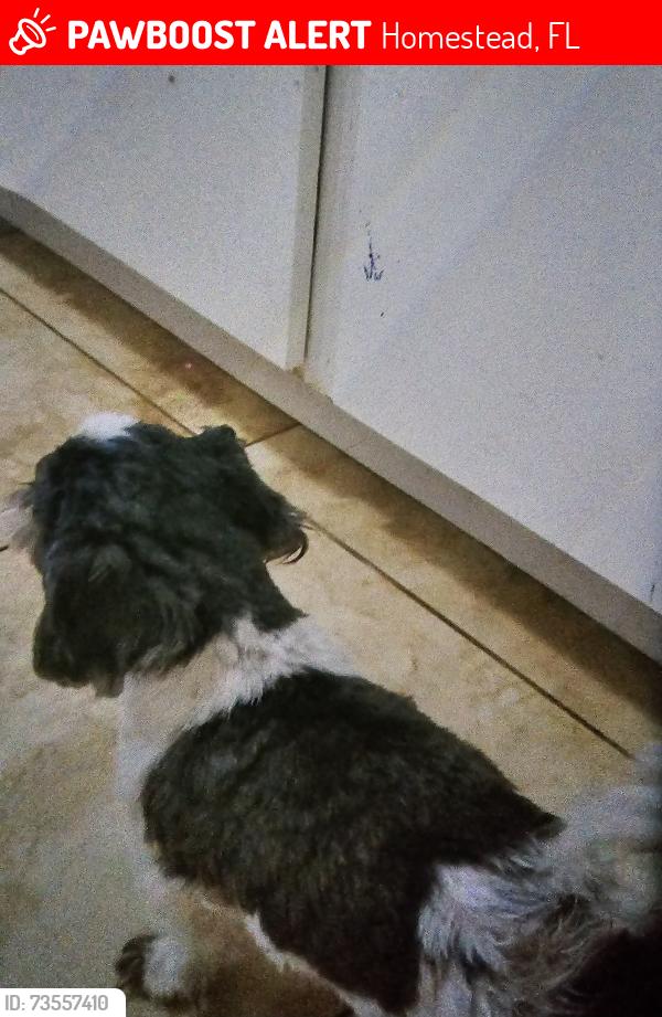 Lost Female Dog last seen Nw 4th avenue, Homestead, FL 33030