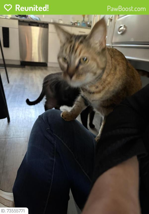 Reunited Female Cat last seen Capital Club Way, Indian Land, SC 29707
