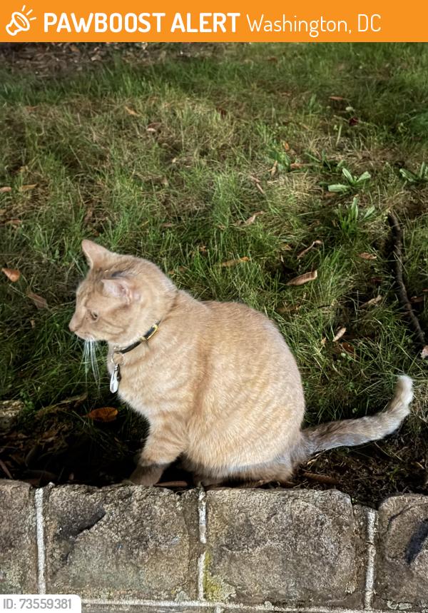Found/Stray Unknown Cat last seen 19th/D st NE, Washington, DC 20002