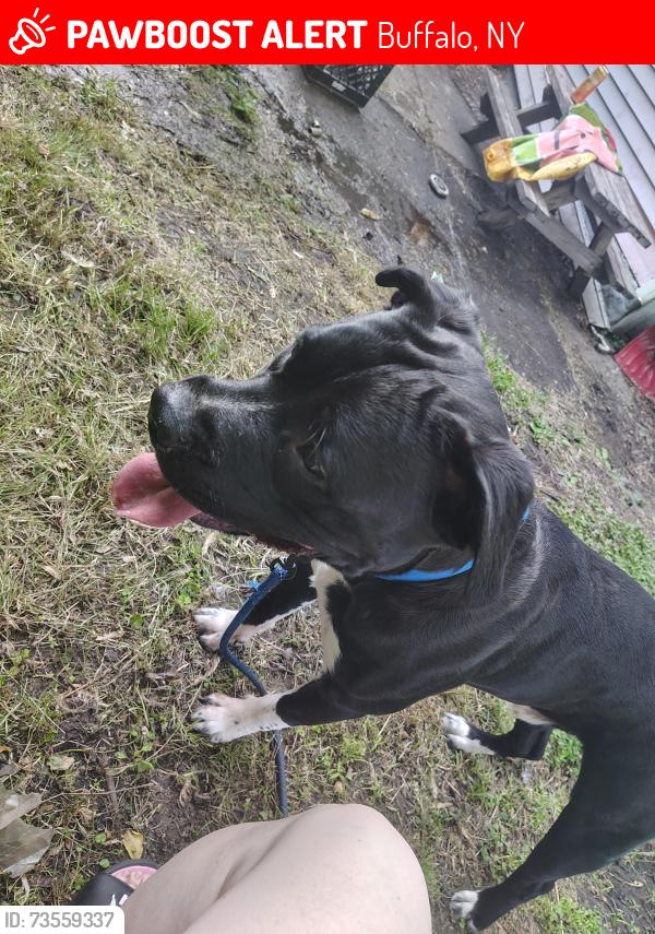 Lost Male Dog last seen Best St High St, Buffalo, NY 14208