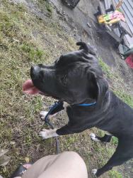 Lost Male Dog last seen Best St High St, Buffalo, NY 14208