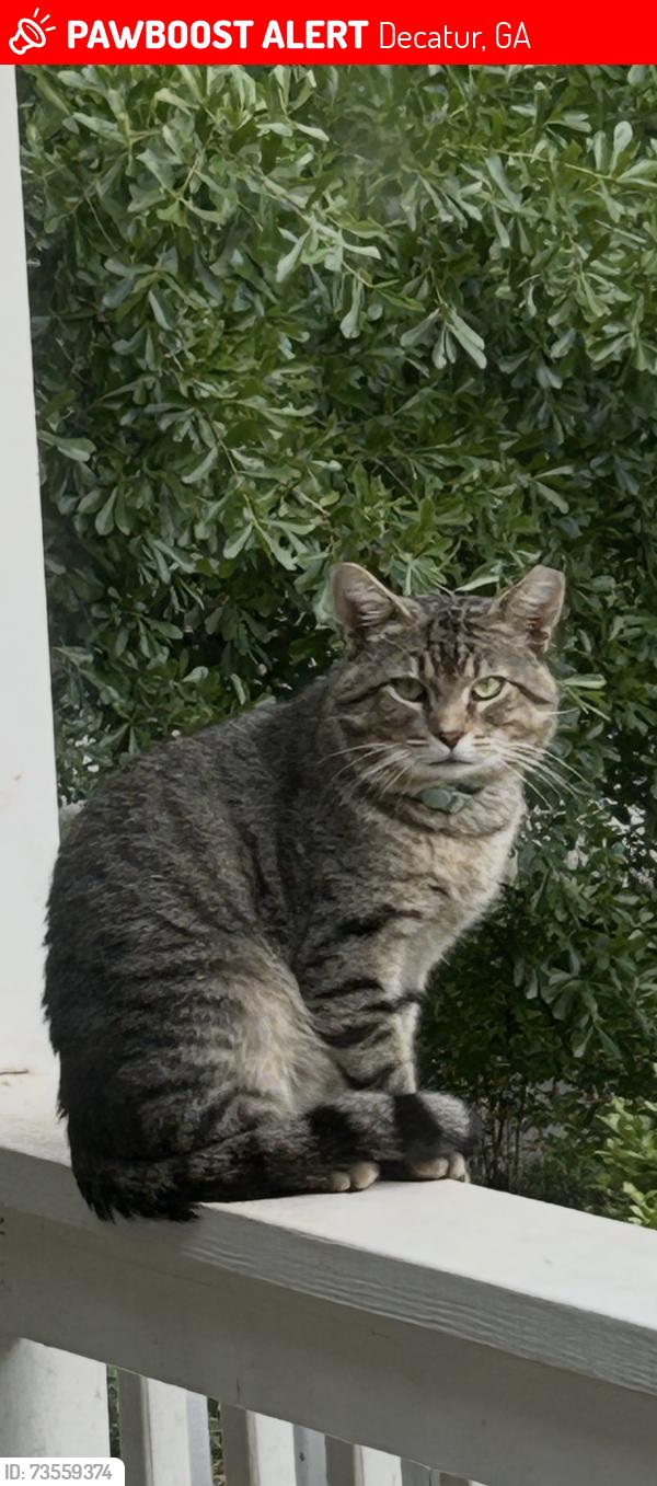 Lost Male Cat last seen Beech dr, Decatur, GA 30032