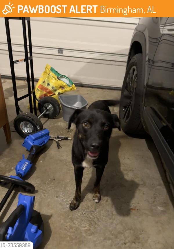 Found/Stray Male Dog last seen Oxmoor Glen subdivision, Birmingham, AL 35211