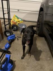 Found/Stray Male Dog last seen Oxmoor Glen subdivision, Birmingham, AL 35211