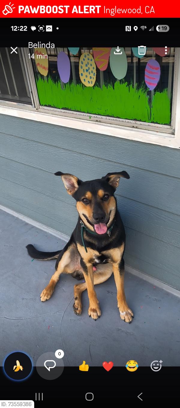 Lost Male Dog last seen Centinela and hazel, Inglewood, CA 90302